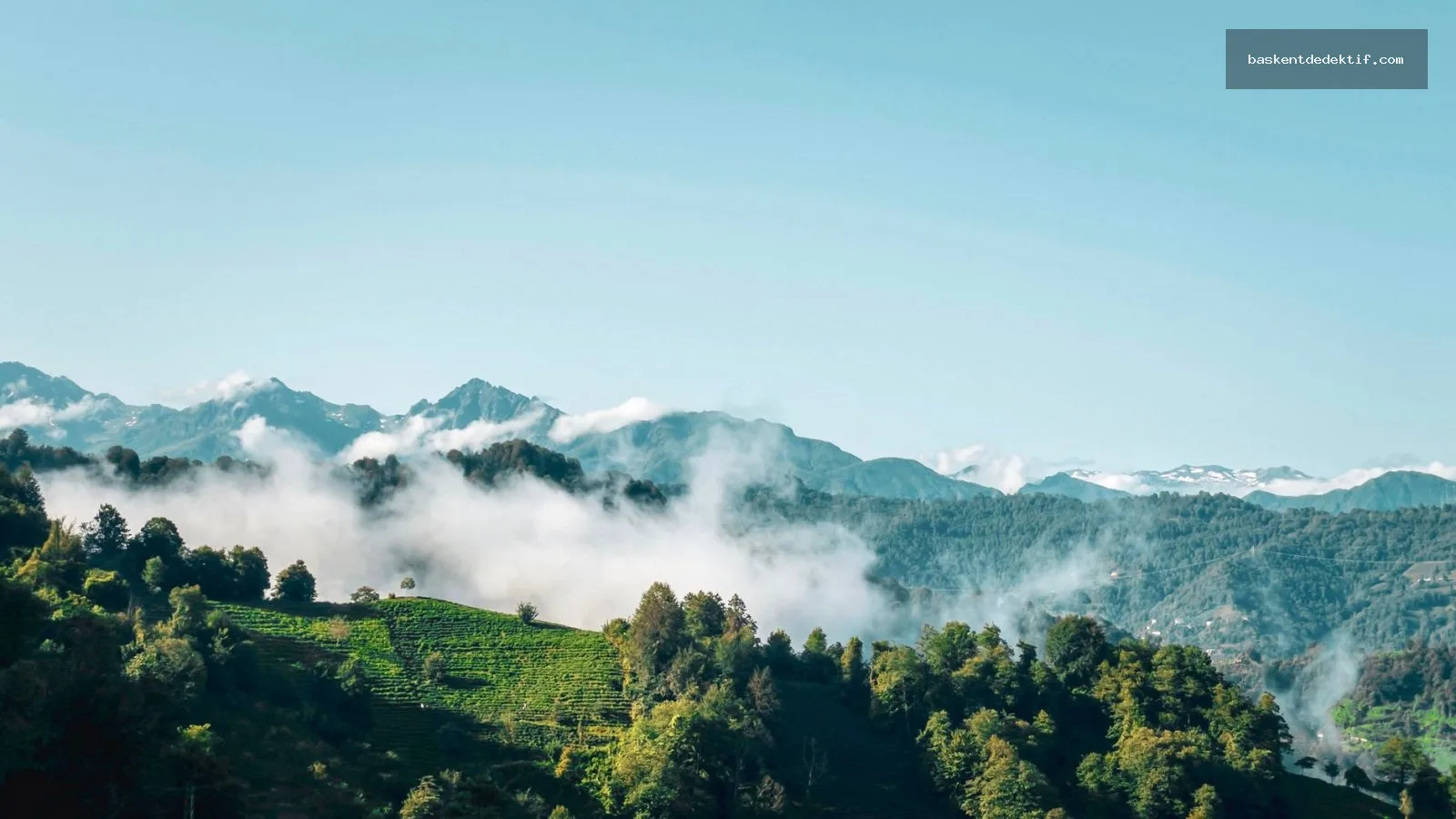 Artvin'de sisli dağlar ve Dedektif Artvin'in gizemli duruşu