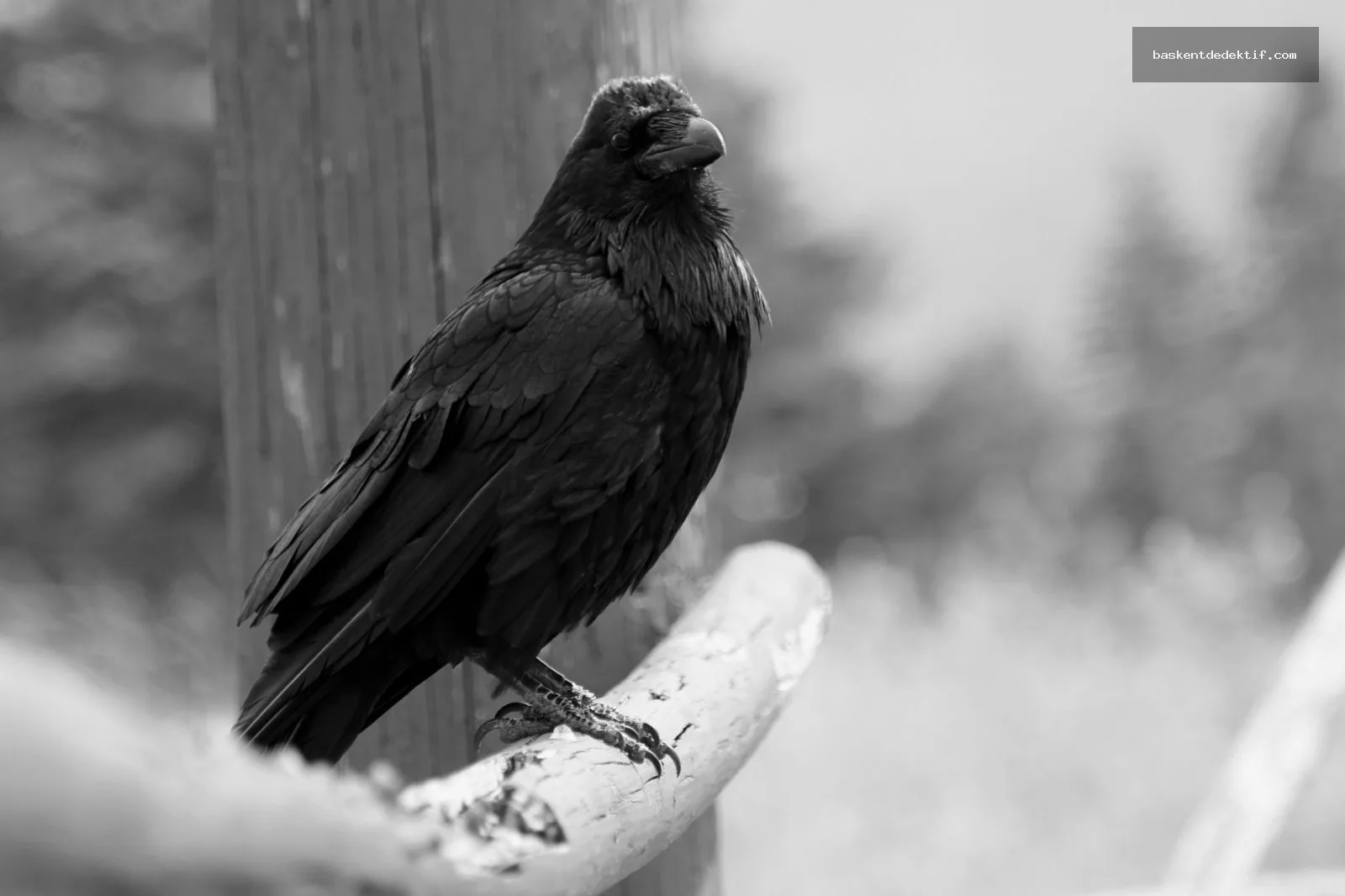 Karasu Dedektif ile Yellowstone'da karasuluk