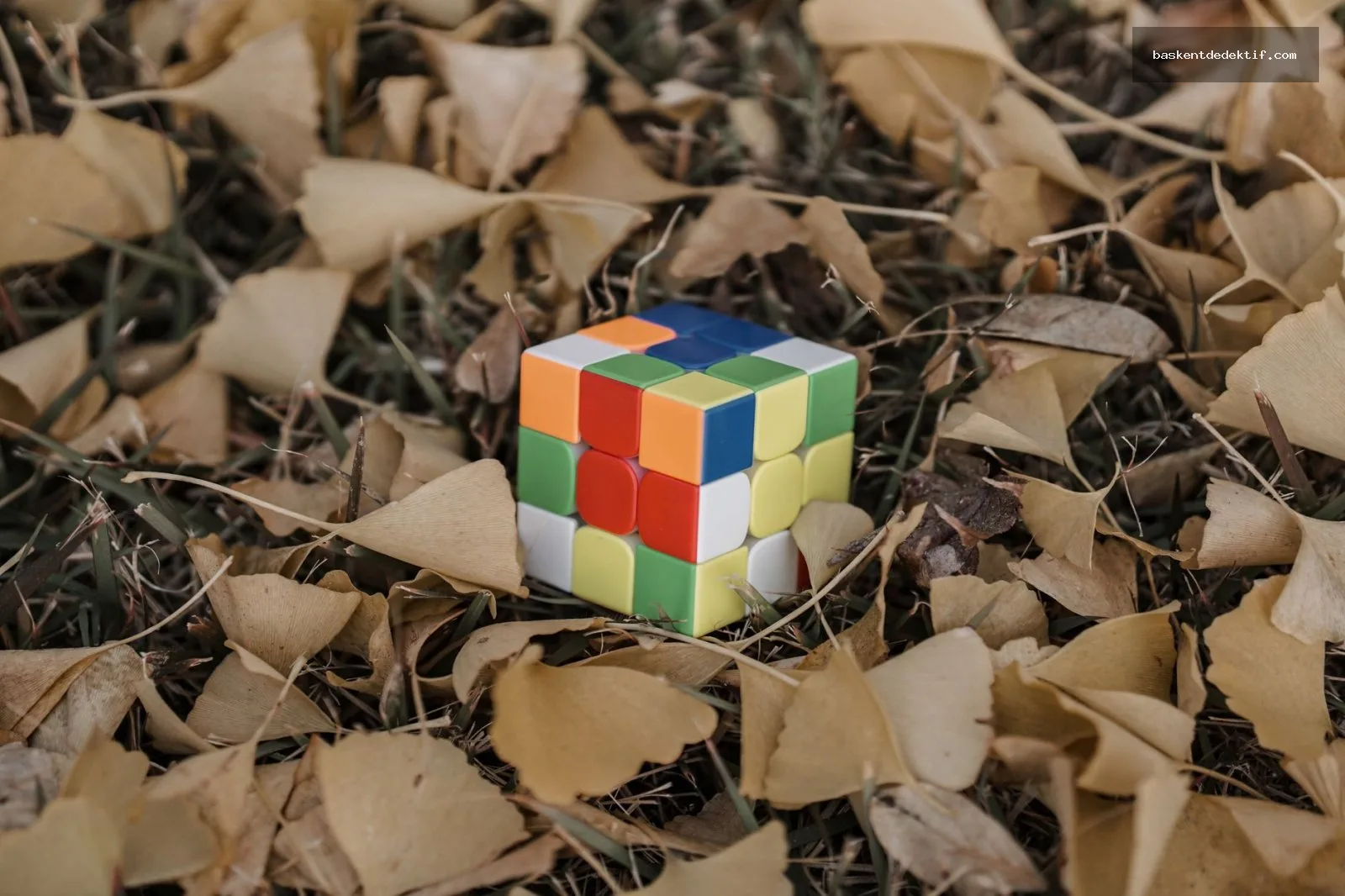 Meram Dedektif ile sonbahar yaprakları arasında duran renkli Rubik küpü